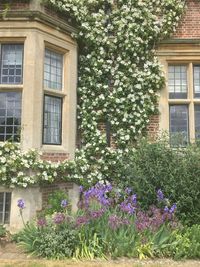 Flowering plant against building