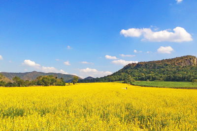 Scenic view of oilseed rape field against sky