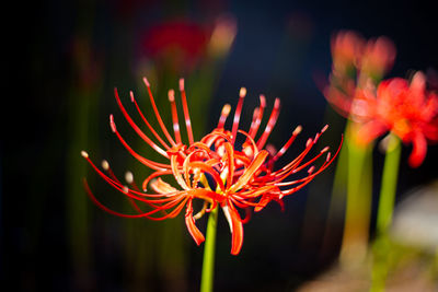 Close-up of red spider lily flowering plant