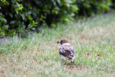 Bird perching on a field