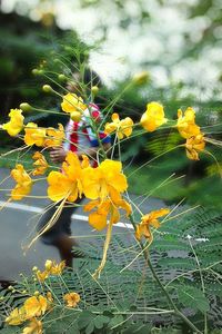 Close-up of yellow flowers on plant