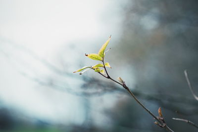 Close-up of plant