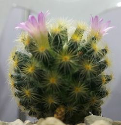 Close-up of cactus