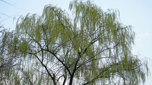 Low angle view of bare tree against clear sky