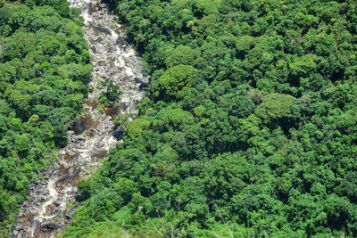 High angle view of trees in forest