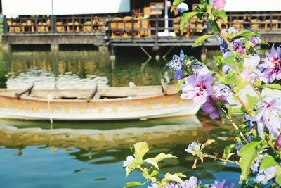 Close-up of flowers by lake 