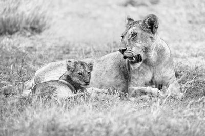 Cat with baby relaxing on field