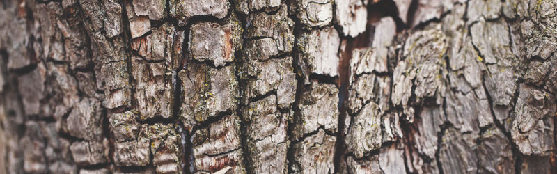 Full frame shot of tree trunk