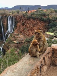 Monkeys sitting on retaining wall against waterfall