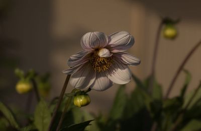 Close-up of flower blooming outdoors