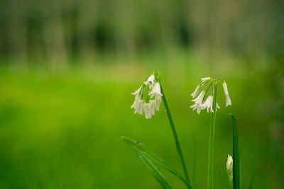 Close-up of white flowers