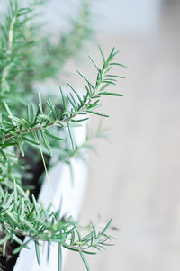 Close-up of pine tree