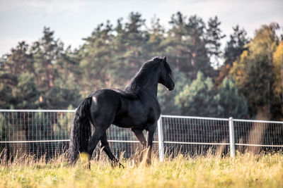 Horse standing in a field