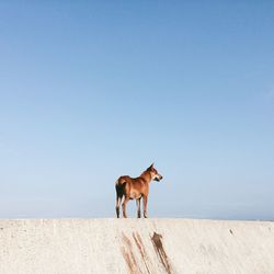 Dog on retaining wall against clear sky