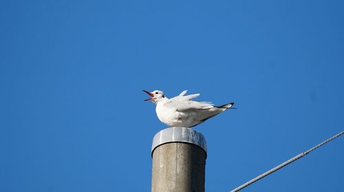 Low angle view of seagull perching against clear blue sky
