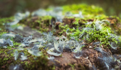 Close-up of plants on field