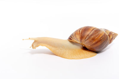 Close-up of a shell over white background