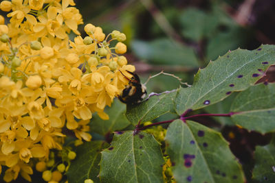 Close-up of insect on yellow flower