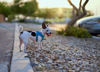 Dog looking away on road