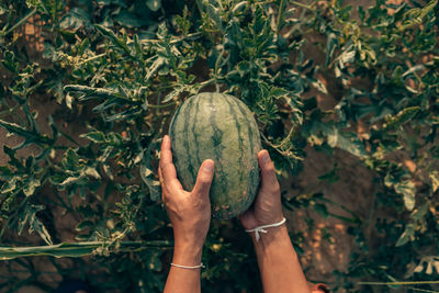 Midsection of person holding strawberry plant