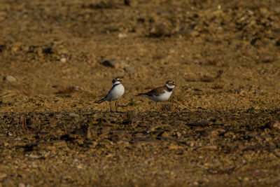 Birds on beach