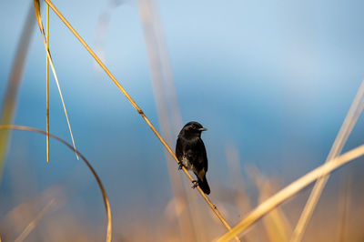 Close-up of bird perching on plant