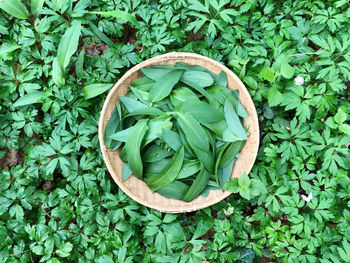 High angle view of fresh green plant