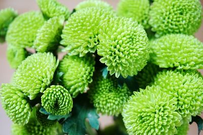 High angle view of green chrysanthemum flowers