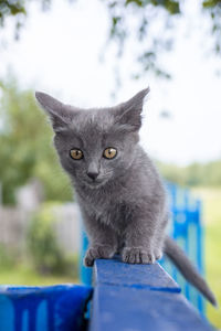 Close-up portrait of cat looking at camera