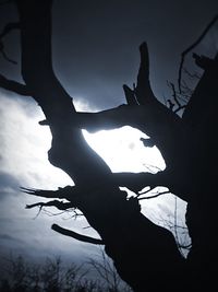 Low angle view of bare trees against sky