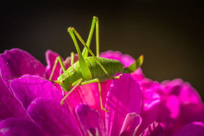 Close-up of insect on pink flower against black background