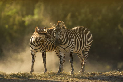 Zebras standing in a forest