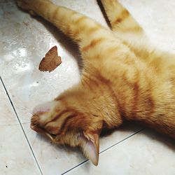 High angle view of cat sleeping on floor