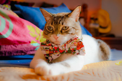 Close-up portrait of cat sitting on bed at home