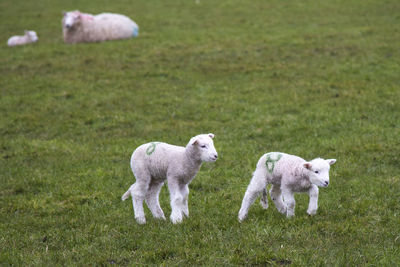 Sheep on grassy field