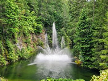 Waterfall amidst trees in forest
