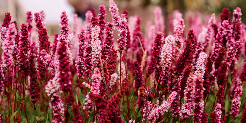 Close-up of lavender flowers