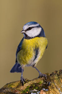 Close-up of bird perching on branch