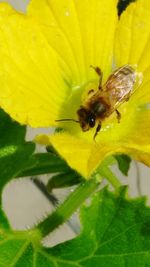 Close-up of bee pollinating on yellow flower