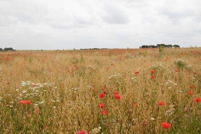 Scenic view of poppy field against sky