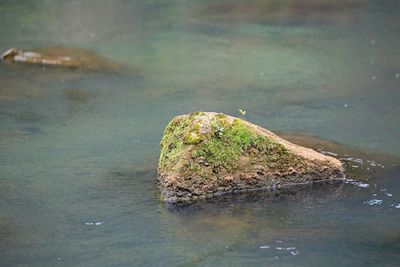 Turtle swimming in lake