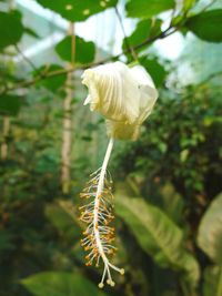 Close-up of flower against blurred background