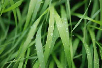 Close-up of wet grass during rainy season