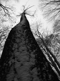 Low angle view of bare tree against sky