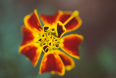 Close-up of orange flower against blurred background