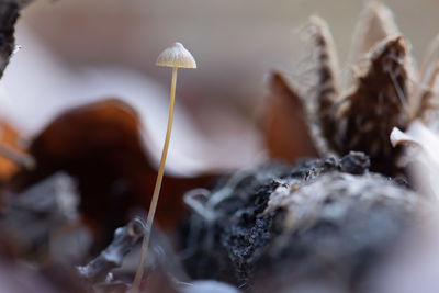 Close-up of mushrooms growing outdoors