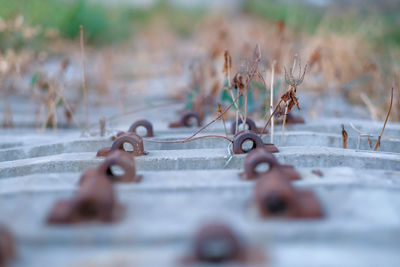 Close-up of rusty metal chain in park