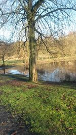 Bare trees by lake