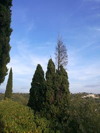 Trees on landscape against sky