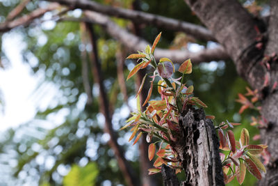 Low angle view of a tree